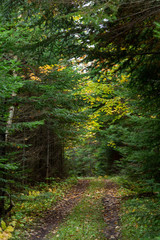  forest view © Guillermo