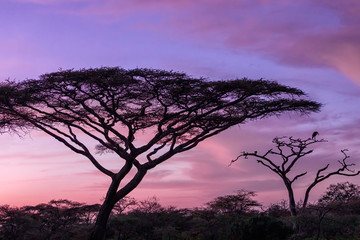 Acacia Tree at Dawn