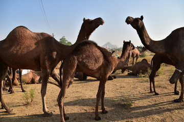 42 472 1 India Wall Murals Canvas Prints Stickers Wallsheaven