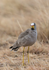African Wattled Lapwing in rain in Masai mara, Kenya, Africa