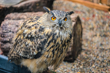 great horned owl