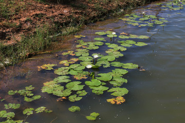 Lotus in the pond. Many lotus flowers in the pond is in full bloom.The beautiful pink water lilies in the morning in peaceful and quiet countryside. This is the flower of the Buddha and is useful