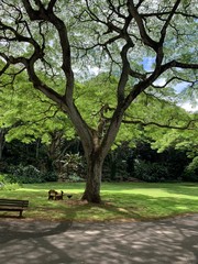 trees in the park