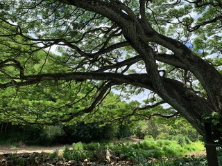 tree in forest