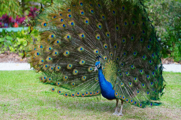 Obraz premium Colorful green and blue male peacock bird with its plume feathers tail fully opened