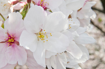 Naklejka na ściany i meble Cherry blossoms in full bloom.
