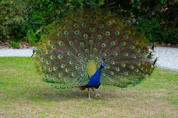 Colorful green and blue male peacock bird with its plume feathers tail fully opened