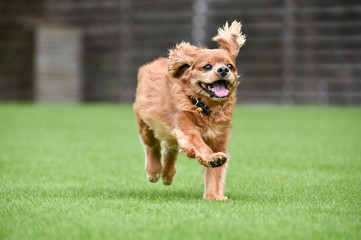 Fototapeta premium キャバリア