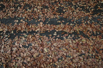 Dry leaves Orange and brown color fallen  on cement floor