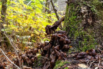 dead nature