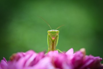 A portrait of a small green praying mantis sitting on a pretty pink flower.
