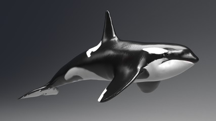 Killer whale of background, 3d render
