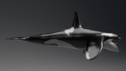 Killer whale of background, 3d render
