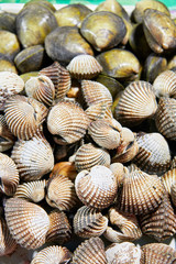 A heap of textured brown and green colored clam shells, isolated from the background, photographed in a public market in Iloilo, Philippines, Asia