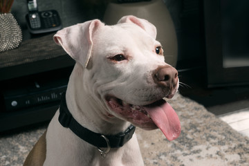 Portrait of a cheerful pit bull with his tongue hanging out at home