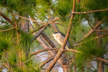 Black-crowned night heron perched on pine tree limb