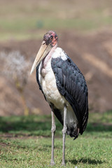 MARABOU STORK