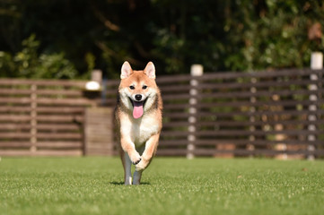 柴犬