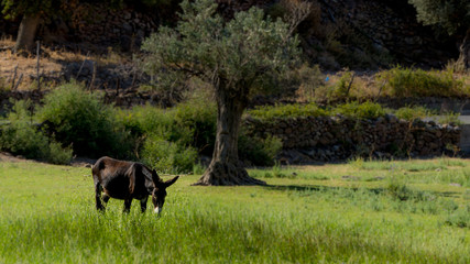 Naklejka na ściany i meble Donkey standing in field looking at camera with olive tree in the background