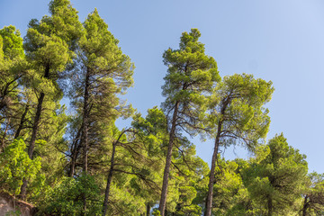 Pine tree forest under the blue sky