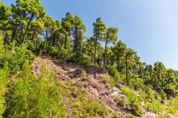 Fototapeta premium Pine tree forest under the blue sky