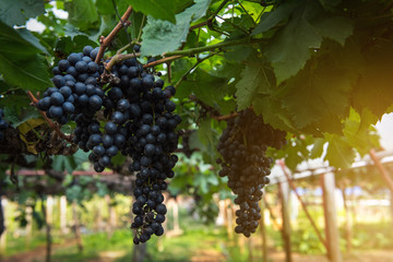 Fototapeta premium Fresh Ripe Grapes in The Vineyard at Sunset, Natural Background of Grape Fruit in Country Farming. Agricultural Harvest of Purple Vine in Valley