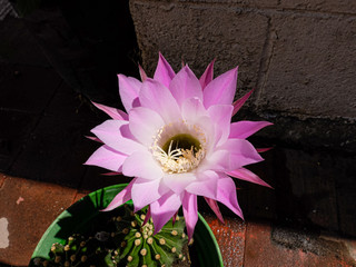Pink cactus flower close up 13