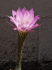 Pink cactus flower close up 12