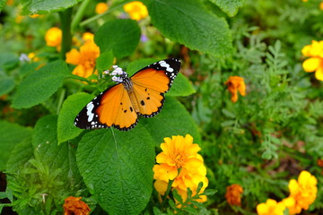 flower valentine's dau and everyday.