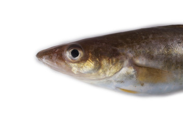 Fototapeta premium Saffron cod isolated on white