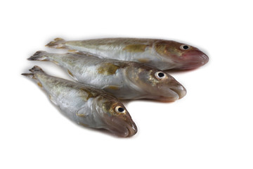 Saffron cod isolated on white