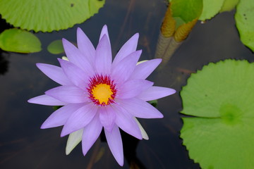 flower valentine's dau and everyday.