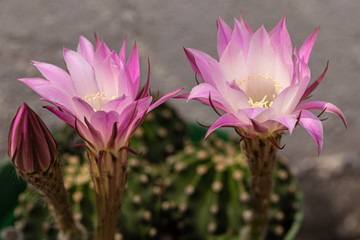 Pink cactus flower 18