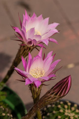 Pink cactus flower 12