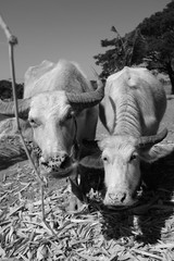 Buffalo in the farm.