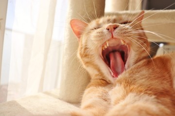 大口あくび猫アメリカンショートヘアー