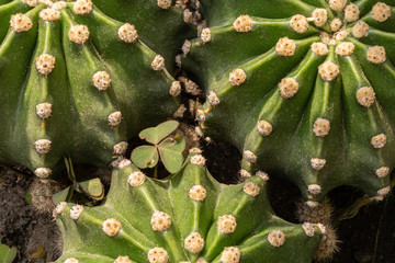 cactus close up