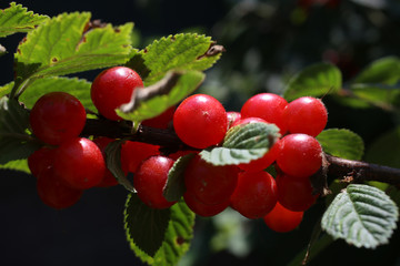 Nanking cherry. Far Eastern delicacy