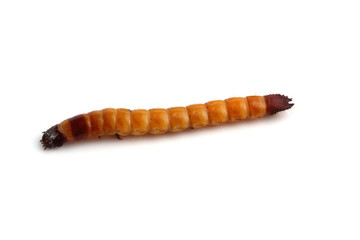 Wireworm isolated on white