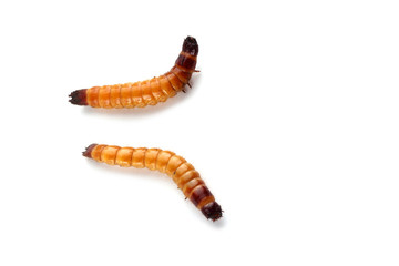 Wireworms isolated on white