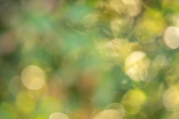 Obraz premium Beautiful blurry green and yellow nature background, Sunlight shining through the leaves of trees, Natural blurred background, Abstract nature background, Nature green bokeh.