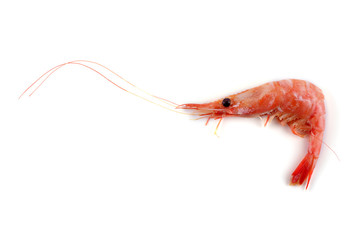 Shrimp isolated on white