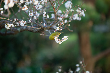 梅の花とメジロ