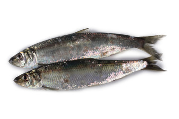 Pasific herring