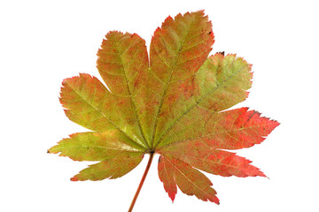 Beautiful autumn maple leaf isolated on white