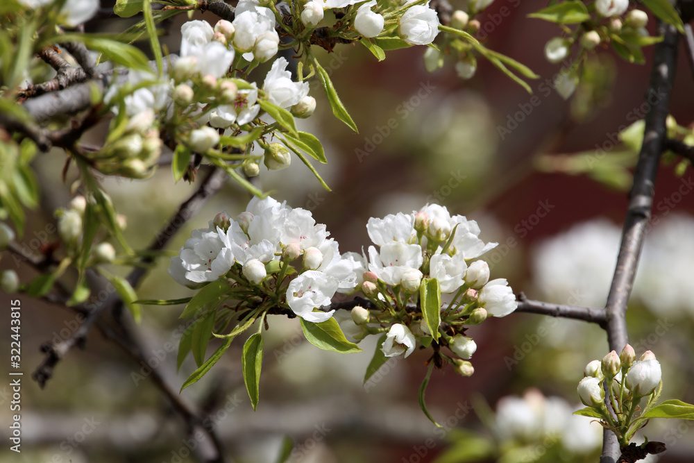 Wall mural White spring pear flowers