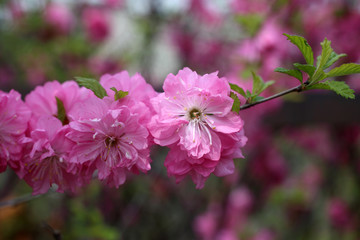 Fototapeta premium Cherry flowers. Sakura