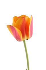 Yellow-red growing tulip