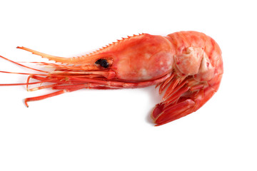 Shrimp isolated on white