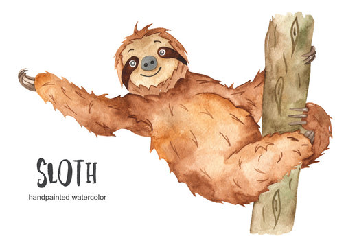Watercolor cute animal sloth sitting on a tree
